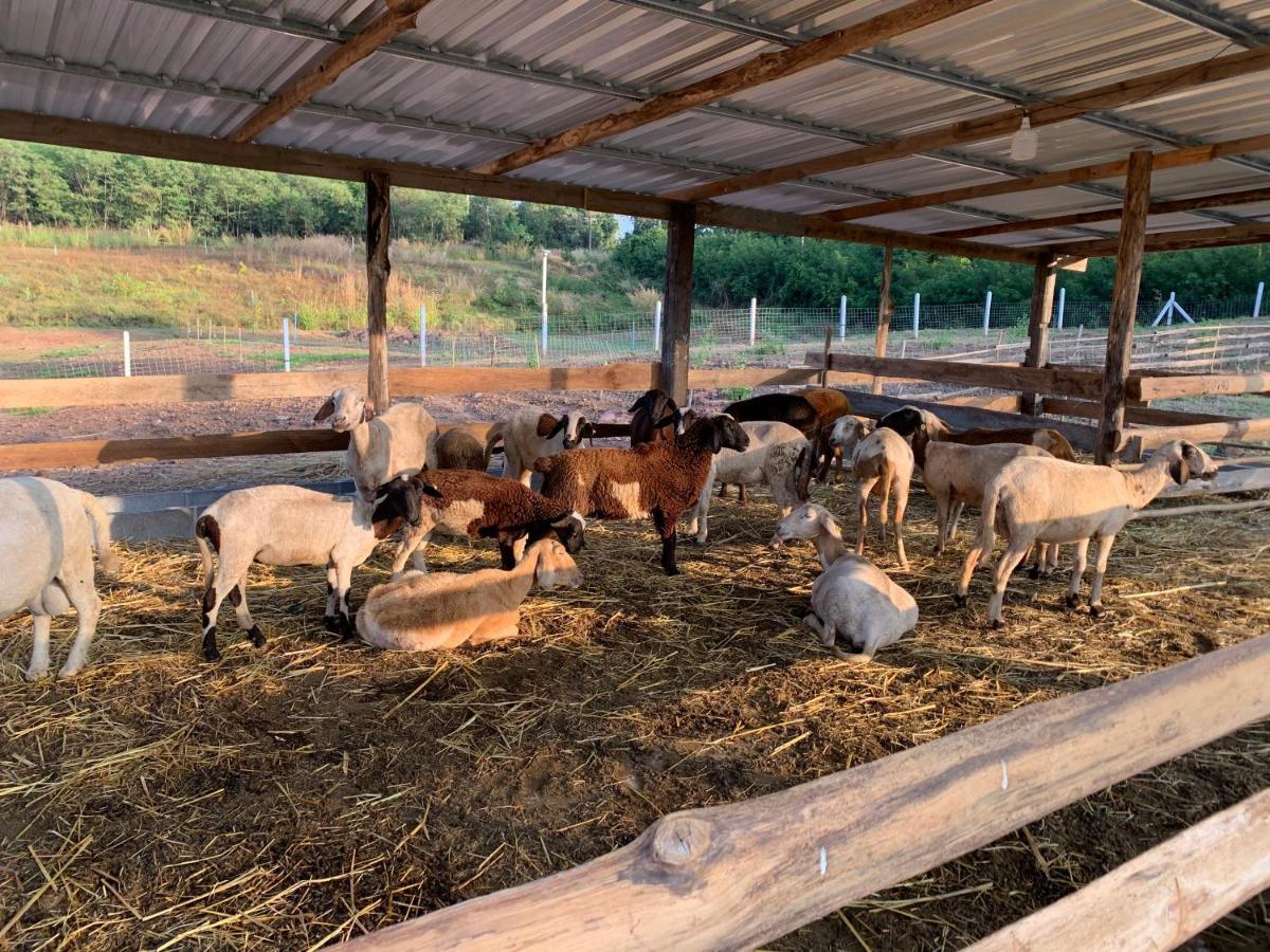 ฟาร์มแกะภูกระดึง Waraporn Valley Ban Nong Tum